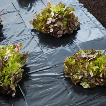 8711338302309.JPG 8711338302309.JPG