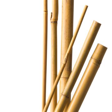 8711338402016 8711338402016