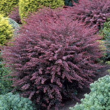 Berberis thunbergii Rose Glow