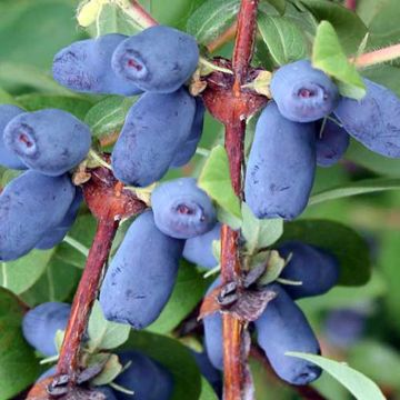 Bicchiere Lonicera blu Morena 9 cm