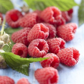 rubus autumn bliss.jpg rubus autumn bliss.jpg