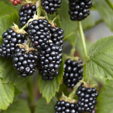 rubus black jewel.jpg (Als)