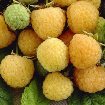 rubus golden everest.jpg