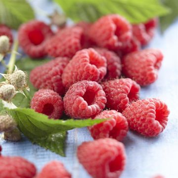 rubus heritage.jpg rubus heritage.jpg