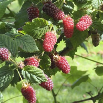 rubus tayberry.jpg