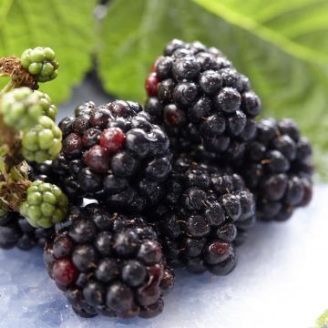 rubus triple crown.jpg (Als)