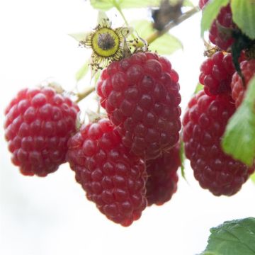 rubus tulameen.jpg Als) rubus tulameen.jpg Als)