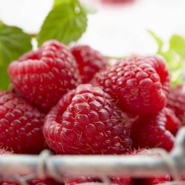 rubus willamette.jpg (Als)
