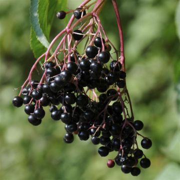 Sambucus nigra Haschberg.jpg
