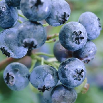 vaccinium bluegold.jpg