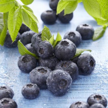 vaccinium brigitta.jpg (Als)