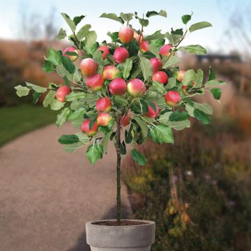 Malus domestica jonagold.jpg Malus domestica jonagold.jpg