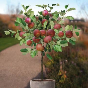 malus rode boskoop.jpg