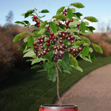 Prunus avium regina.jpg Prunus avium regina.jpg