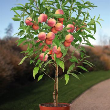 prunus persica suncrest.jpg prunus persica suncrest.jpg