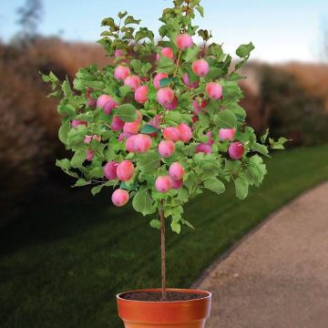 Prunus d. Aprimira.jpg