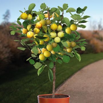 prunus domestica reine claude d'oullins.jpg prunus domestica reine claude d'oullins.jpg