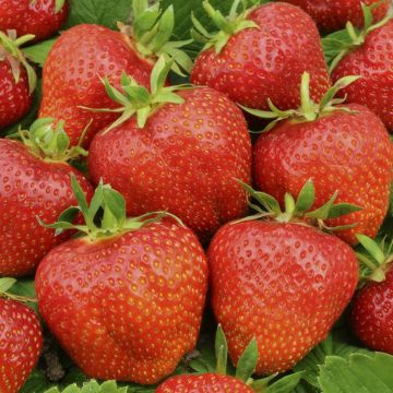 Fragaria x ananassa Elsanta