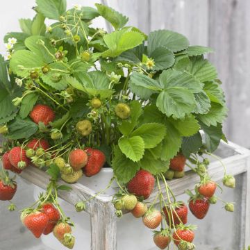 Fragaria x ananassa Darselect