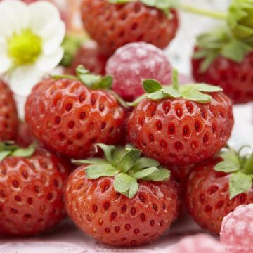 Fragaria x ananassa Mieze Schindler