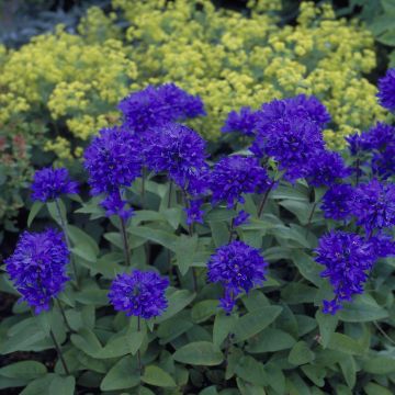 Campanula glomerata Superba Campanula glomerata Superba