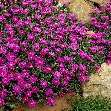 Delosperma cooperi Delosperma cooperi