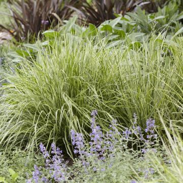 Calamagrostis x acutiflora Overdam