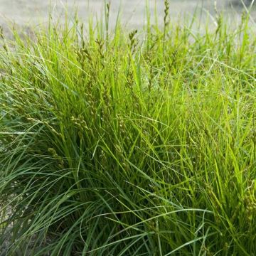 Carex muskingumensis