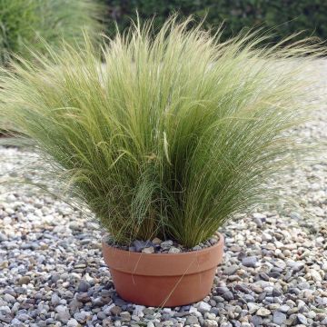 Stipa tenuissima Ponytails Stipa tenuissima Ponytails