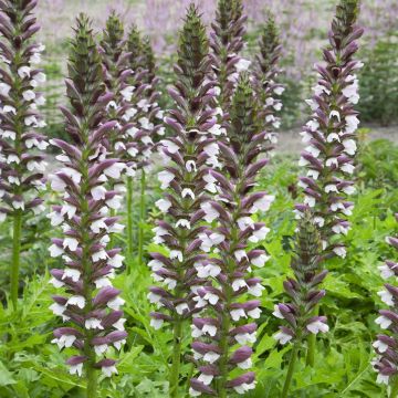 Acanthus hungaricus White Lips