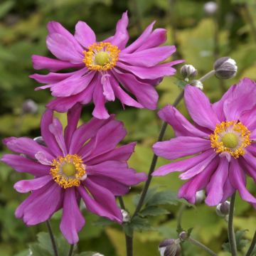 Anemone Prins Heinrich