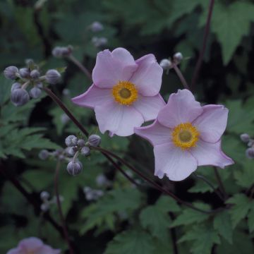 Anemone hupehensis September Charm Anemone hupehensis September Charm
