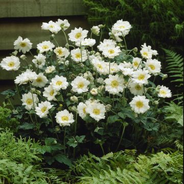 Anemone x hybrida Whirlwind