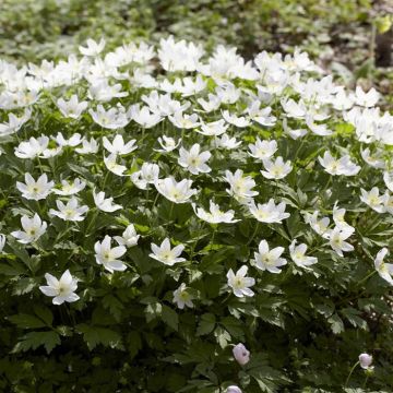 Anemone nemorosa