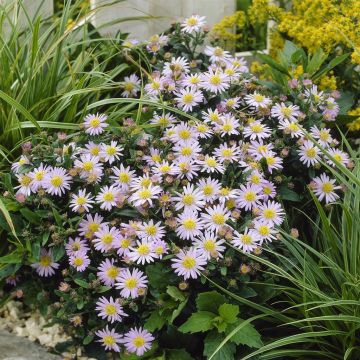 Aster ageratoides Stardust Aster ageratoides Stardust