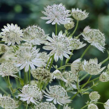 Astrantia major Shaggy