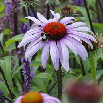 Echinacea purpurea Magnus