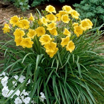 Hemerocallis Stella d'Oro