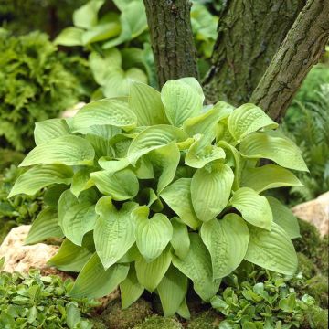 Hosta August Moon