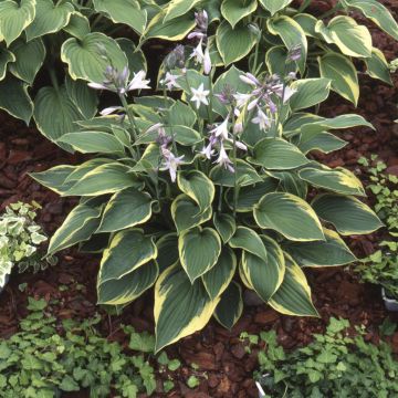Hosta Aureomarginata Hosta Aureomarginata