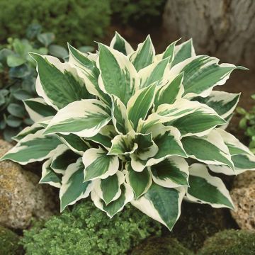 Hosta fortunei Patriot