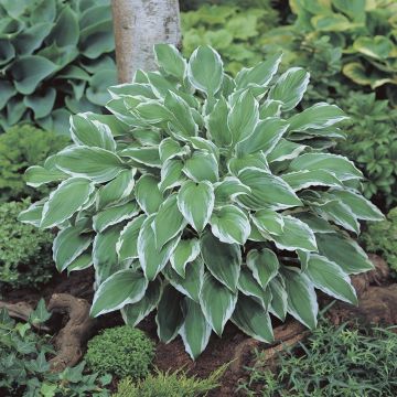 Hosta undulata Albomarginata