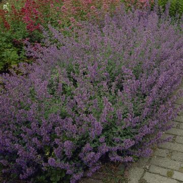 Nepeta Six Hills Giant