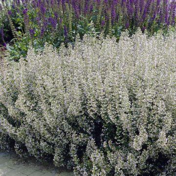 Nepeta faassenii Snowflake, Salvia Nepeta faassenii Snowflake, Salvia