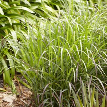 Panicum virgatum Rotstrahlbusch