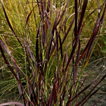 Panicum virgatum Shenandoa