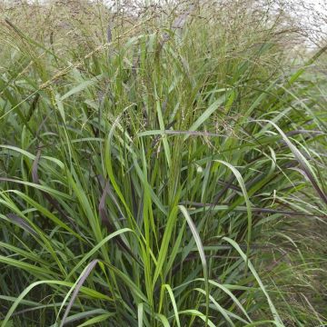 Panicum Squaw sel Panicum Squaw sel