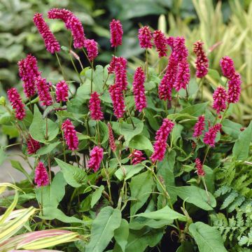 Persicaria amplexicaulis Inverleith