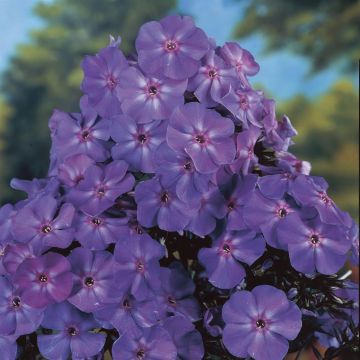 Phlox Paniculata Blue Boy Phlox Paniculata Blue Boy