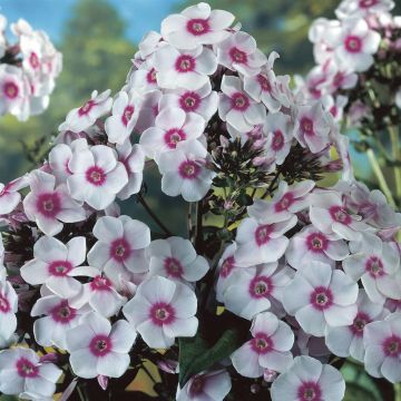 Phlox paniculata Europa Phlox paniculata Europa